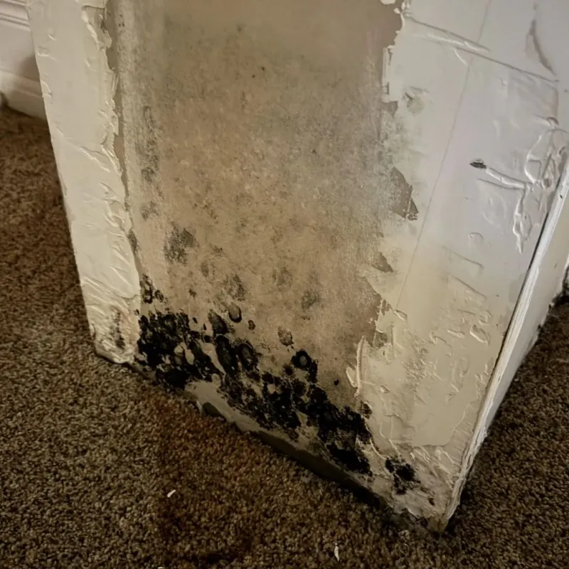 Professional Mold Removal in Hancock County, MS
